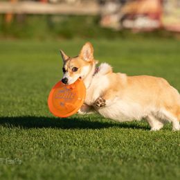 Pembroke Welsh Corgi Puppies from Outlands Corgis