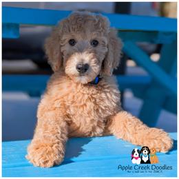 APOLLO - OFA-Genetics-Microchip-Vet Check-2 Year Warranty. - Cream male Goldendoodle puppy in Jeddo, Michigan from Apple Creek Doodles