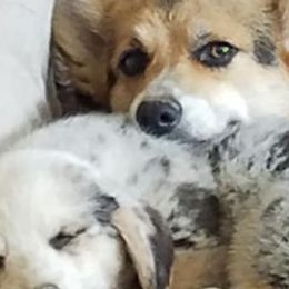 American Corgis from Bravo's Ranch Corgis
