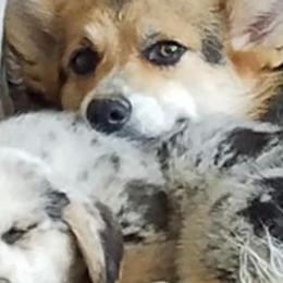 American Corgis from Bravo's Ranch Corgis