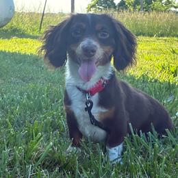 Tramp - Dachshund