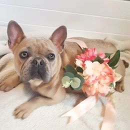 Koral - French Bulldog