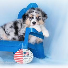 Australian Shepherd Puppies from SS Australian Shepherds
