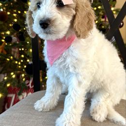 Dolly Parton - Cream female Aussiedoodle puppy in Arizona from Coats of Many Colors LLC
