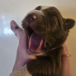 Ursa - Red & white female Miniature Australian Shepherd puppy in Arlington, Texas from CopperHead Aussies