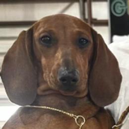 Aster - Dachshund