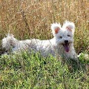 Alice - Pumi