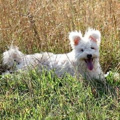 Alice - Pumi