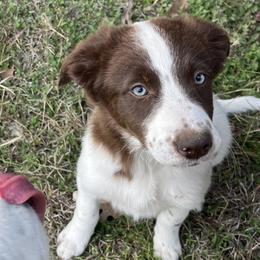 Lilac - Border Collie puppy from Rocking H Border Collies