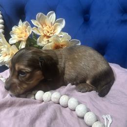 Rusty - Sable male Dachshund puppy in Saint Peter, Illinois from Ashton’s Doxies of Southern IL