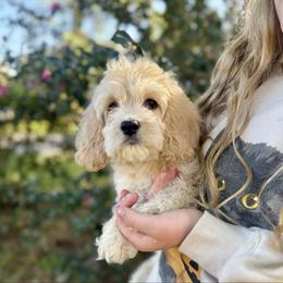 Bella Bay - Cream female Cockapoo puppy in Tallahassee, Florida from Panhandle Pups