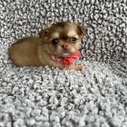 Chihuahua Puppies from Sophia Jade's Chi Brigade