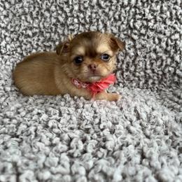 Chihuahua Puppies from Sophia Jade's Chi Brigade