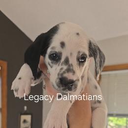 Rain - White and black female Dalmatian puppy in Janesville, Wisconsin from Legacy Dalmatians