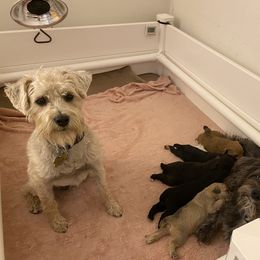 Schnoodle Puppies from Noodle Tings Puppies