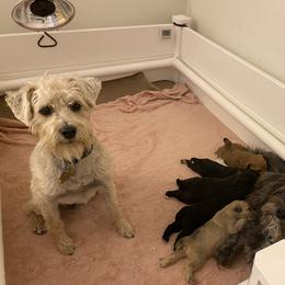 Schnoodle Puppies from Noodle Tings Puppies