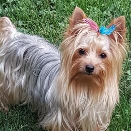 Yorkshire Terriers from Rolling Ridge Yorkies