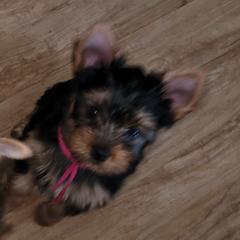 Pink collar - Blue and gold female Yorkshire Terrier puppy in Dunedin, Florida from Cantlon Yorkshire Terriers
