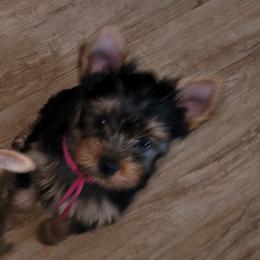 Pink collar - Blue and gold female Yorkshire Terrier puppy in Dunedin, Florida from Cantlon Yorkshire Terriers