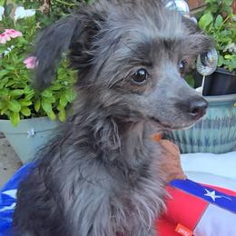 Ilona Long Star Angel - Black female Chinese Crested puppy in Amarillo, Texas from Victoria's Chinese Cresteds Long Star Angels
