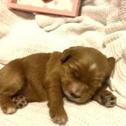 Doubloon - Red female Australian Labradoodle puppy in Spring City, Tennessee from Beck ‘N Ridge Australian Labradoodles