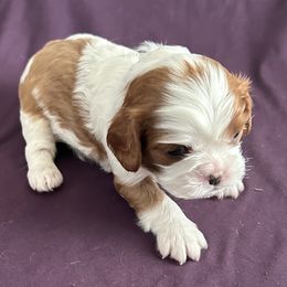 Blue collar - Blenheim female Cavalier King Charles Spaniel puppy in Orland, Indiana from Place's Cavalier puppies.