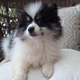 Ted - Black parti male Pomeranian puppy in Tampa, St Petersburg, Florida from Diana's Pomeranians