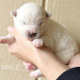 Boy 3 - White male Pomsky puppy in Grass Valley, California from Karalot Pomskies