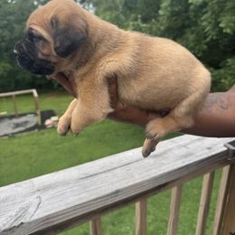 Cane Corso Puppies from Gentle giant kennels