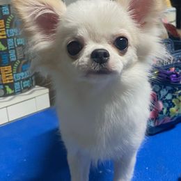 Willow - Cream and white female Chihuahua puppy in Orlando, Florida from Destiny Chihuahuas