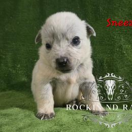 Sneezy - Blue male Australian Cattle Dog puppy in Silsbee, Texas from Rockin ND Ranch