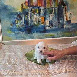 Ronni - White male Maltese puppy in Brooksville, Florida from Vega's Maltese