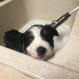 Australian Shepherd Puppies from Riot Austrailan Shepherds