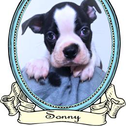 Baby Sonny - Black and white male Boston Terrier puppy in Kingsport, Tennessee from Sleepwalker Bostons