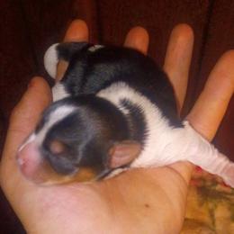 Jen - Parti female Yorkshire Terrier puppy in Jacksonville, Arkansas from Royal Yorkie Terrier