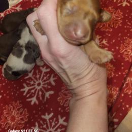 Chevy - Dapple male Dachshund puppy in Antlers, Oklahoma from MoMo's Dachshunds