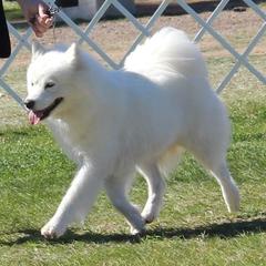 Genny - Samoyed