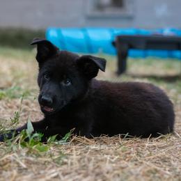 German Shepherd Puppies from Zwinger Vom Rabenauge