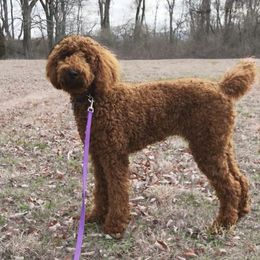 Ginny - Poodle