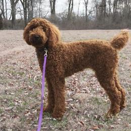 Ginny - Poodle