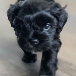 Bear - Black male Havapoo puppy in North Bay Village, Florida from Havapoo Pups