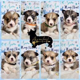 Pembroke Welsh Corgi Puppies from Arrowleaf Corgis