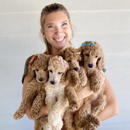 Bernedoodle, Goldendoodle, and Poodle Puppies from Central Valley Canine Companions