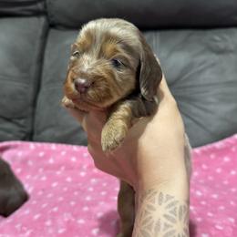 Cookie - Dapple female Dachshund puppy in Camdenton, Missouri from Camden Line Dachshunds