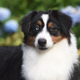 Minty - Black tri-color Australian Shepherd puppy in Pilot, Virginia from Obsidian Australian Shepherd