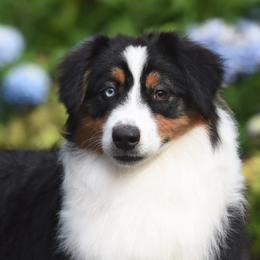 Minty - Black tri-color Australian Shepherd puppy in Pilot, Virginia from Obsidian Australian Shepherd