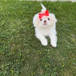 Girl 2 - Cream and white female Shih Tzu puppy in Kennewick, Washington from Tinytails