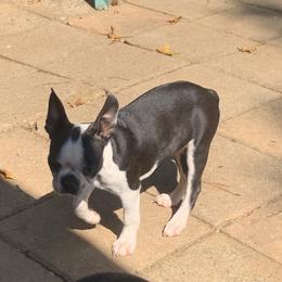 Piper - Boston Terrier