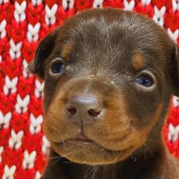 Doberman Pinschers from Loyal Hearts Farm / RK's Dobermans
