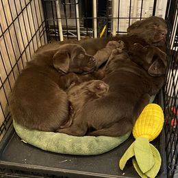 Labrador Retriever Puppies from Viklan Labradors